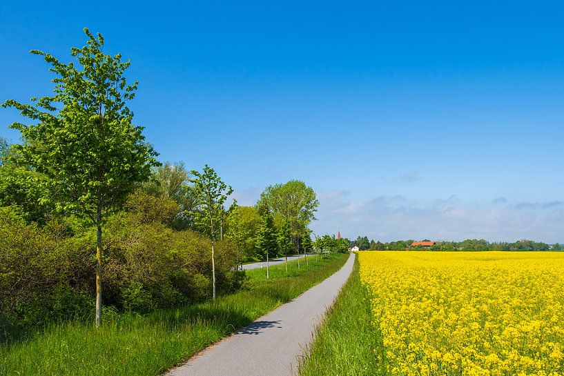 Rapsfeld, Radweg und Straße mit Bäumen bei Parkentin von Rico Ködder
