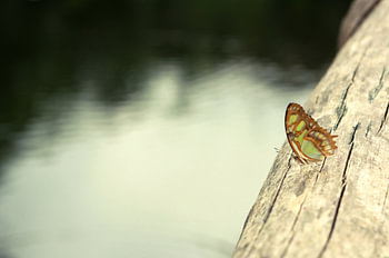 Papillon sur tronc