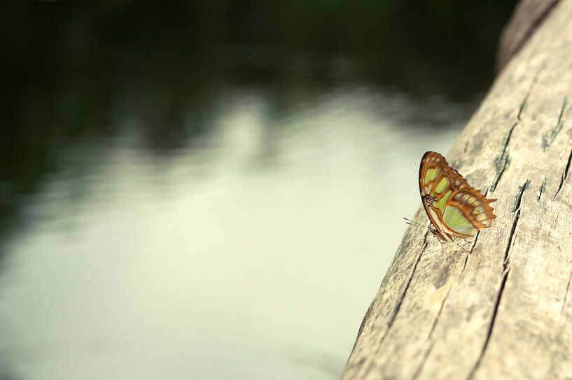 Butterfly on trunk by Jessica van den Heuvel