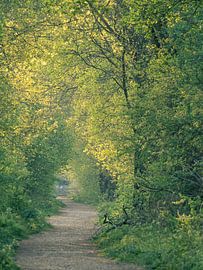 Boswegje von Diane van Veen