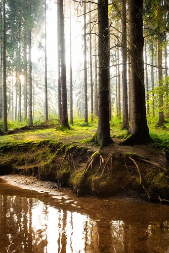 Königsforst mit Flehbach bei Sonnenaufgang