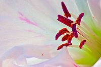 Witte Lelie