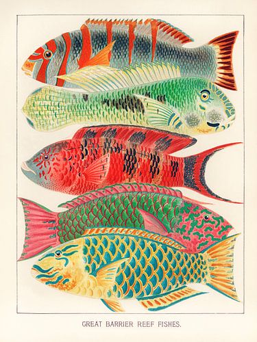 Great Barrier Reef Fishes by Apolo Prints