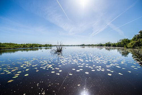 Weerribben Wieden in backlight.