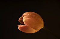 tulp in zwart