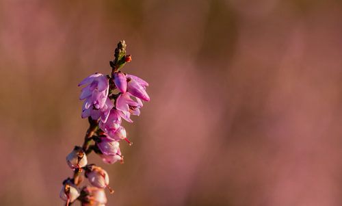 Blooming Heather Bokeh