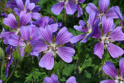 Geranium sanguineum 
