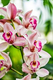 Cymbidium in een delicate balans van Patrick Kilb