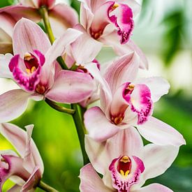 Cymbidium : un équilibre délicat sur Patrick Kilb