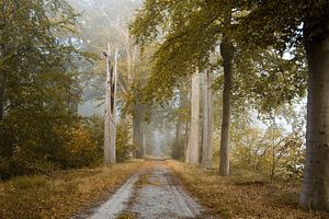 Nebel im Wald