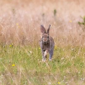 Wilde konijnen in het veld van Teresa Bauer