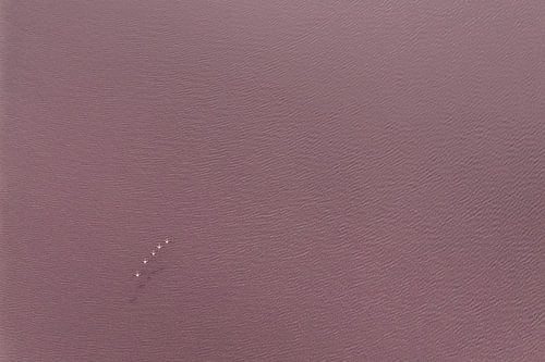 The Serenity of Flamingos in The Pink Water