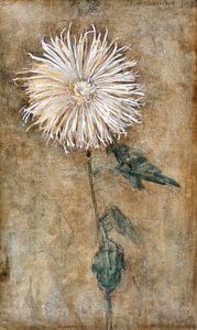 Chrysanthemum, Piet Mondriaan