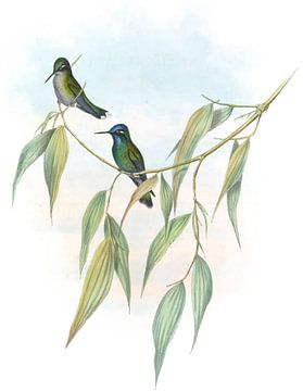 Guimet's flutterer, John Gould van Hummingbirds