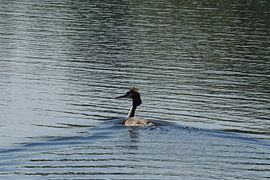 Haubentaucher (Wasservogel)