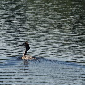 Haubentaucher (Wasservogel) von Leon Saanen