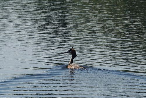 Haubentaucher (Wasservogel)