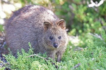 Das Quokka (Setonix brachyurus) ist ein Wallaby, eine kleine Känguruart, aus dem südwestlichen Australien. von Rini Kools