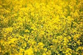 Canola sur Thomas Jäger