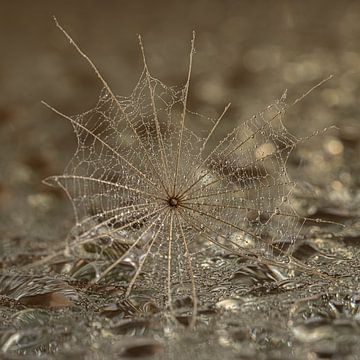 Cobweb-like fluff between drops