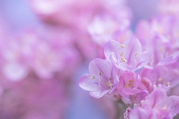 Pastelkleuren: Kleine roze bloemetjes van Marjolijn van den Berg
