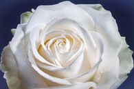 White rose with a heart in the centre by Nicole Jagerman thumbnail