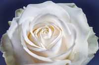 White rose with a heart in the centre