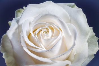 Weiße Rose mit einem Herz in der Mitte