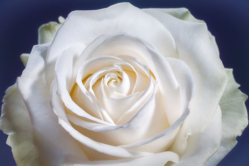 White rose with a heart in the centre by Nicole Jagerman
