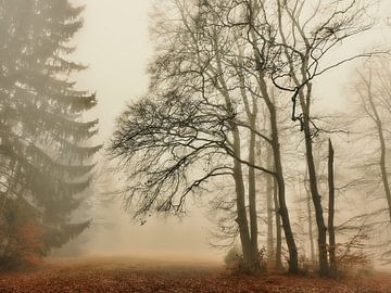 December morning by Max Schiefele