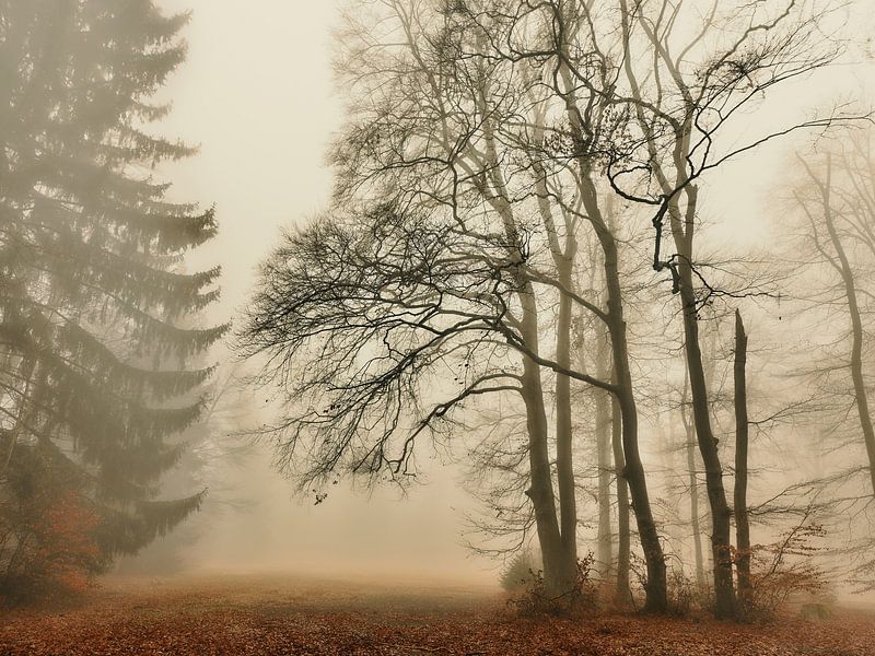 Matinée de décembre par Max Schiefele