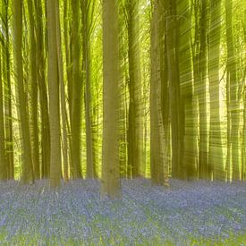 Wilde Hyazinthen im Hallerbos von Sven Scraeyen