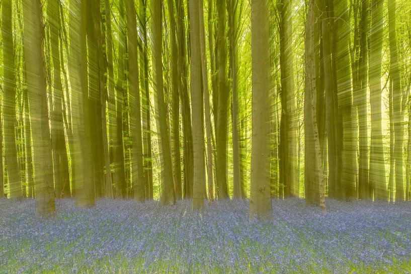 Bluebells in Hallerbos by Sven Scraeyen