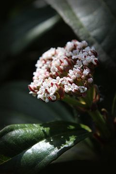 Viburnum davidii, kleine witte bloemen van Imladris Images