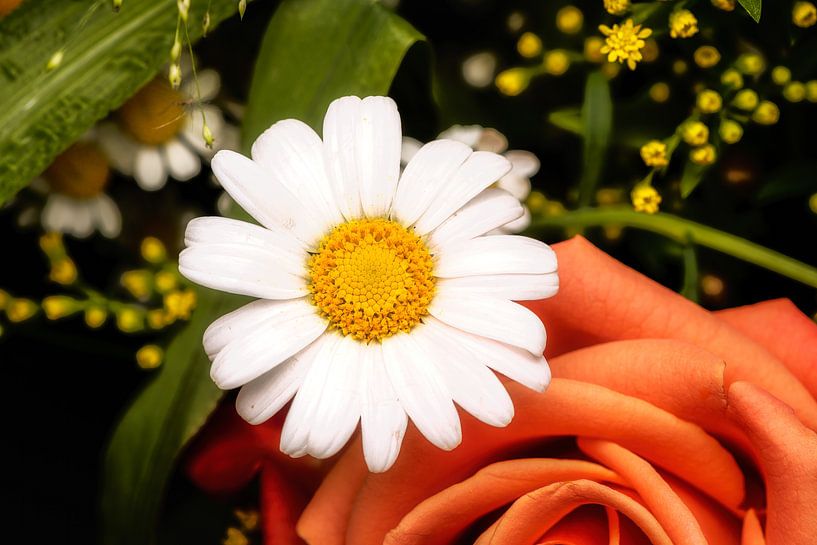 Flowers arragement with daisies and rose by ManfredFotos