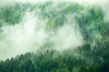 Clouds over the forest in the Alps