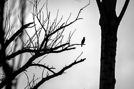 Silhouette of a cormorant by Harald Bader Photography