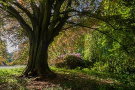 Landgoed Leyduin Vogelenzang van martin slagveld