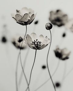 Stille Blüte