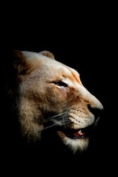 Lioness 'whispers' by Foto Studio Labie