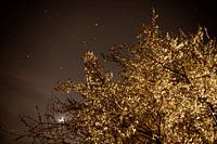 Golden tree