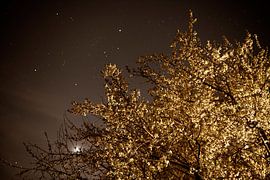 Golden tree by Esther van Beek