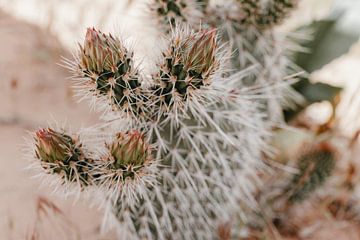 Stekelige cactus in zachte pastel kleuren | foto print van Elise van Gils