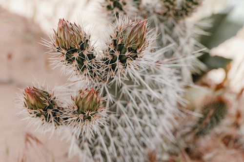 Stekelige cactus in zachte pastel kleuren | foto print
