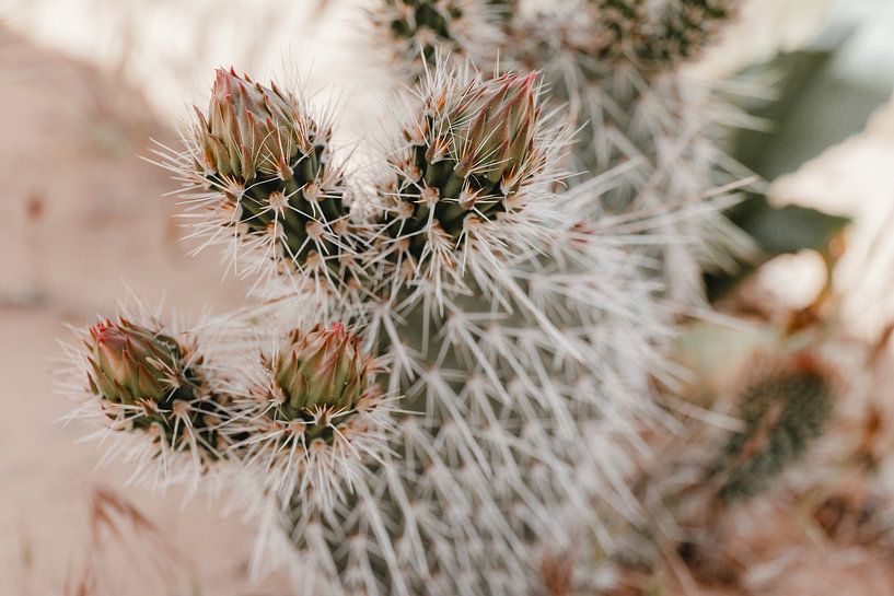 Soft Prickly Cactus | photo art print by Elise van Gils