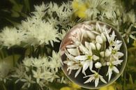 In the glass ball - wild garlic flowers by Christine Nöhmeier thumbnail
