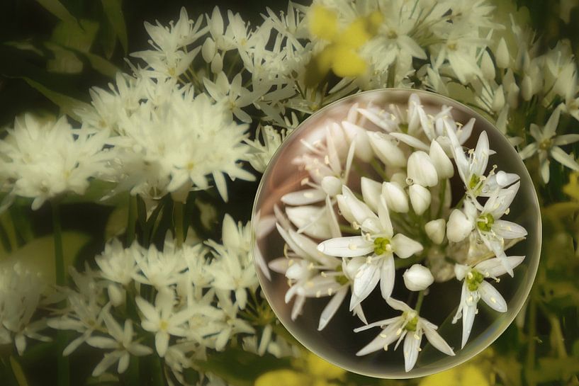 In the glass ball - wild garlic flowers by Christine Nöhmeier