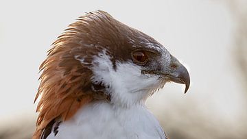 Roofvogel van Maurice Cobben