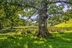 Baum in das Land der Seen 