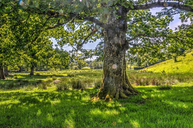 Boom in het Lake District van Frans Blok